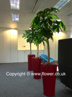 tropical office plants london red delta pot