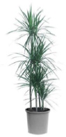dracaena marginata office plant